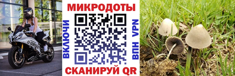 Псилоцибиновые грибы Cubensis Избербаш