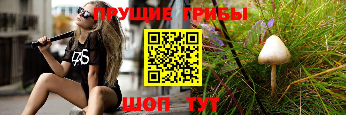 Псилоцибиновые грибы Psilocybine cubensis Избербаш